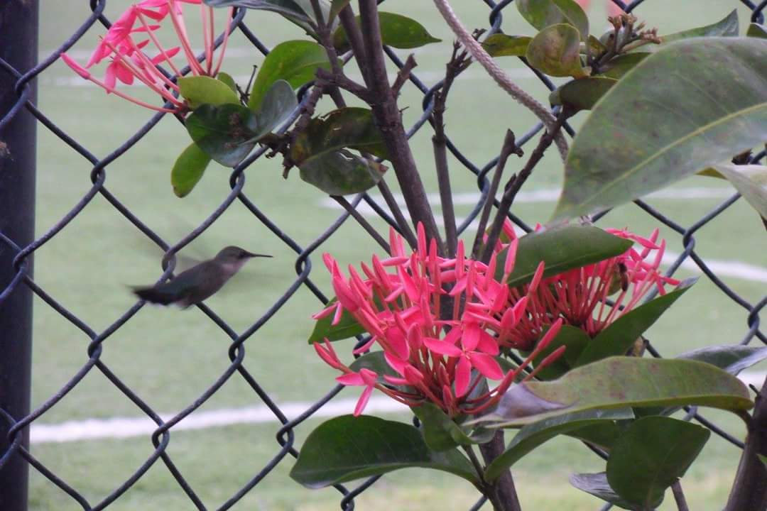 Gartenanlage Hotel Grand Palladium Palace Resort, Spa & Casino