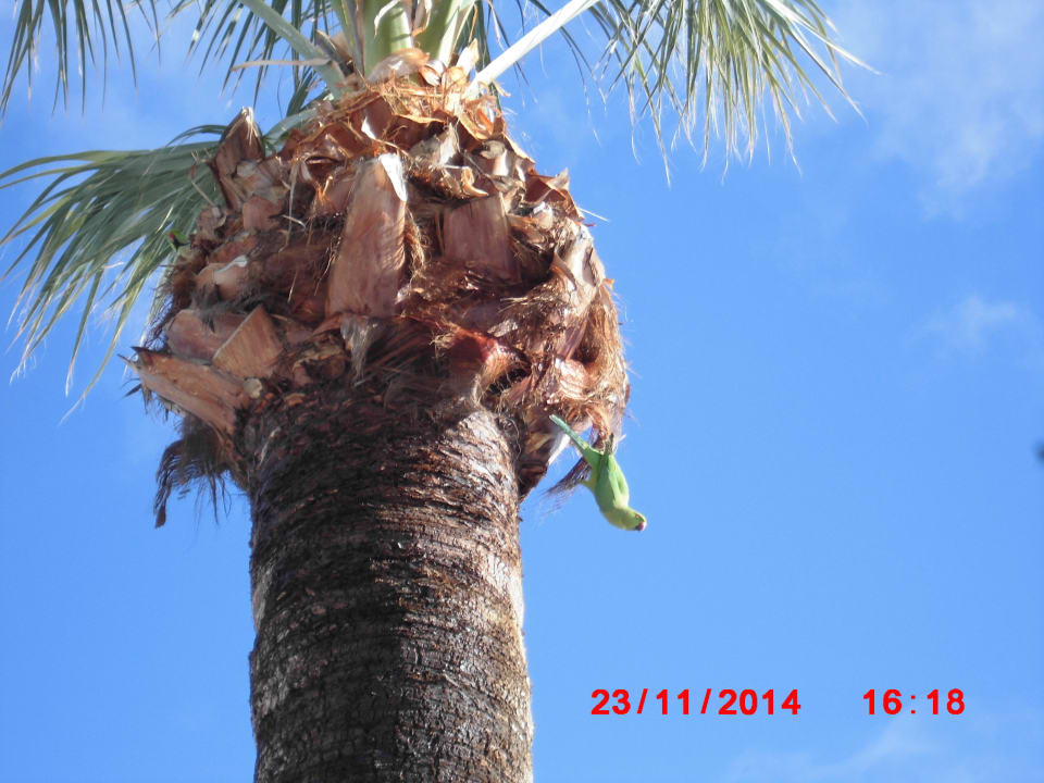 Pappagalli ospiti nei giardini Relaxia Olivina