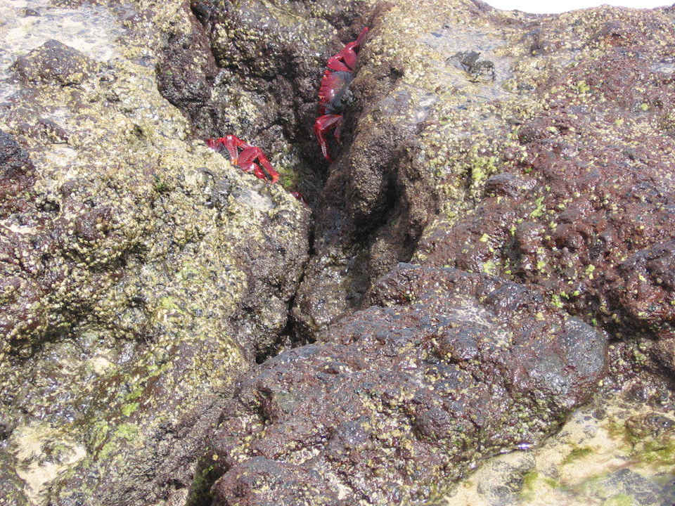 Tiere SBH Hotel Taro Beach