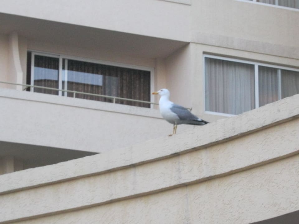 Möwe bewacht unser Essen DAS Club Hotel Sunny Beach