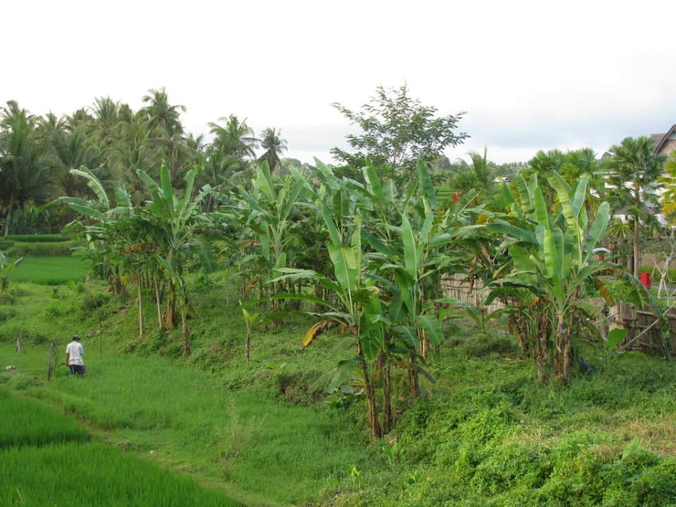 Rundherum Natur pur Furama Villas & Spa Ubud