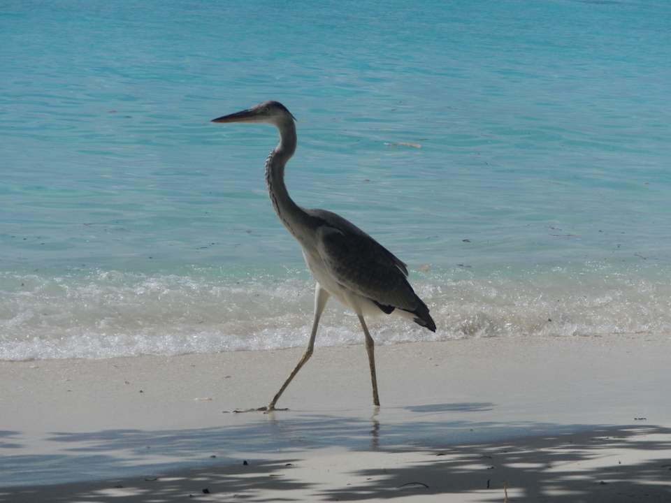 Fischreiher  Biyadhoo Island Resort