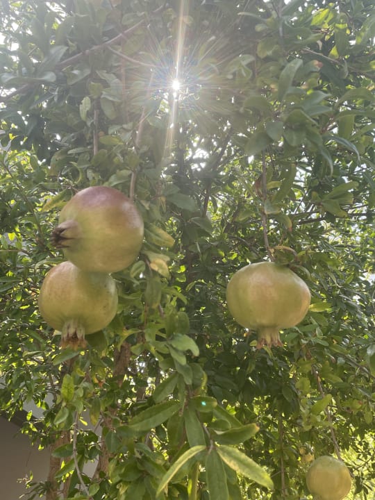 Gartenanlage Dg Hotels Rose Resort