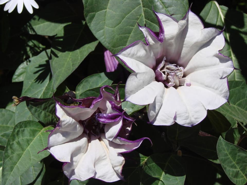 Флора отеля Club Turtas Beach Hotel