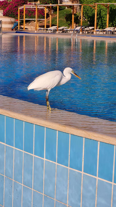Pool TUI MAGIC LIFE Kalawy