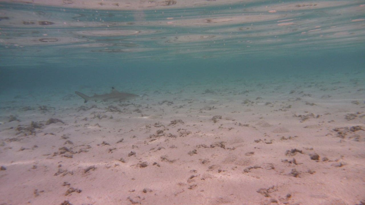 Sandhai, ca. 120 cm Adaaran Select Hudhuran Fushi - Premium All Inclusive