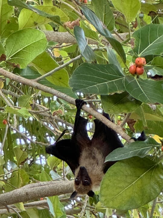 Gartenanlage NH Collection Maldives Reethi Resort
