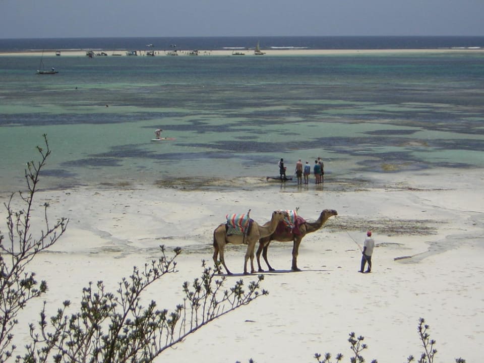 Kamele am Strand Baobab Beach Resort & Spa