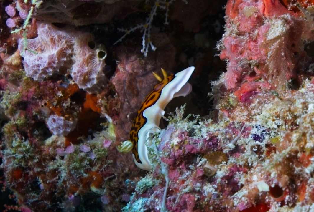 Sport & Freizeit Vilamendhoo Island Resort & Spa