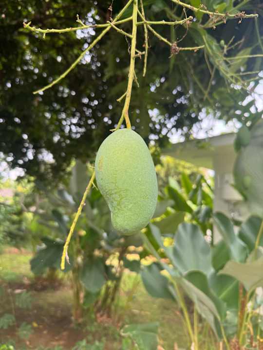 Gartenanlage The Manik Kalisada