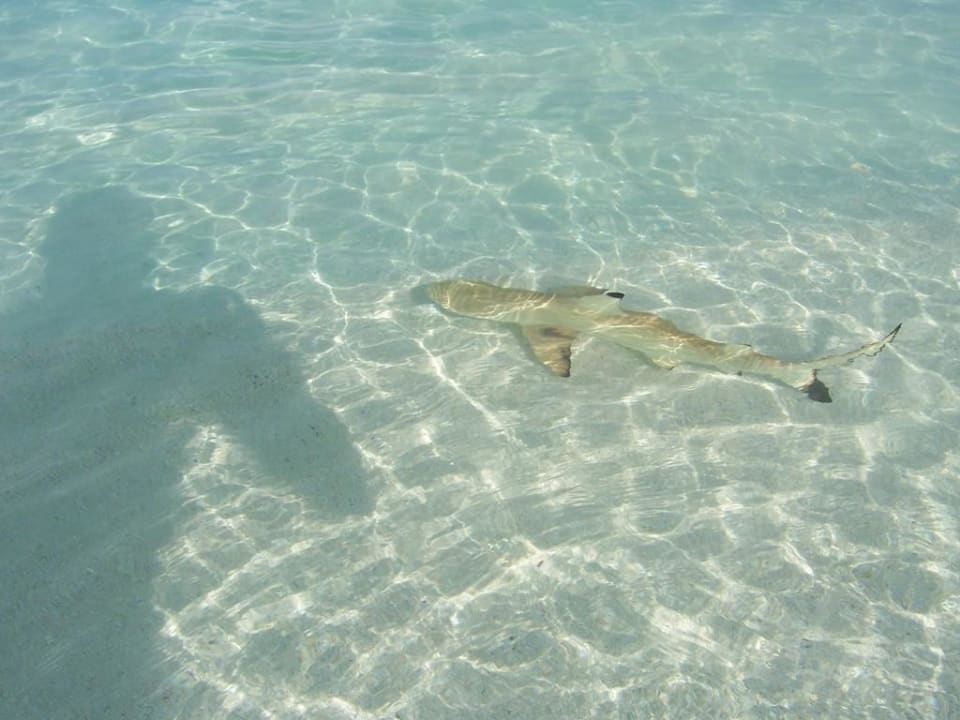 Riffhai Summer Island Maldives