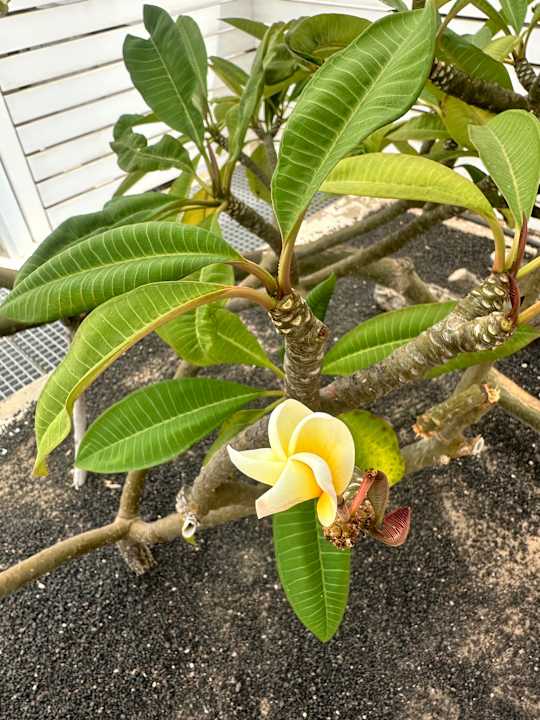 Gartenanlage H10 Ocean Suites