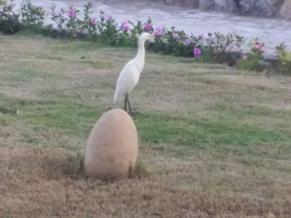 Reiher vor dem Zimmer Three Corners Equinox Beach Resort