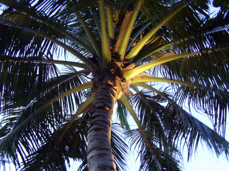 Palme Buri Rasa Village Samui Adults Only Resort