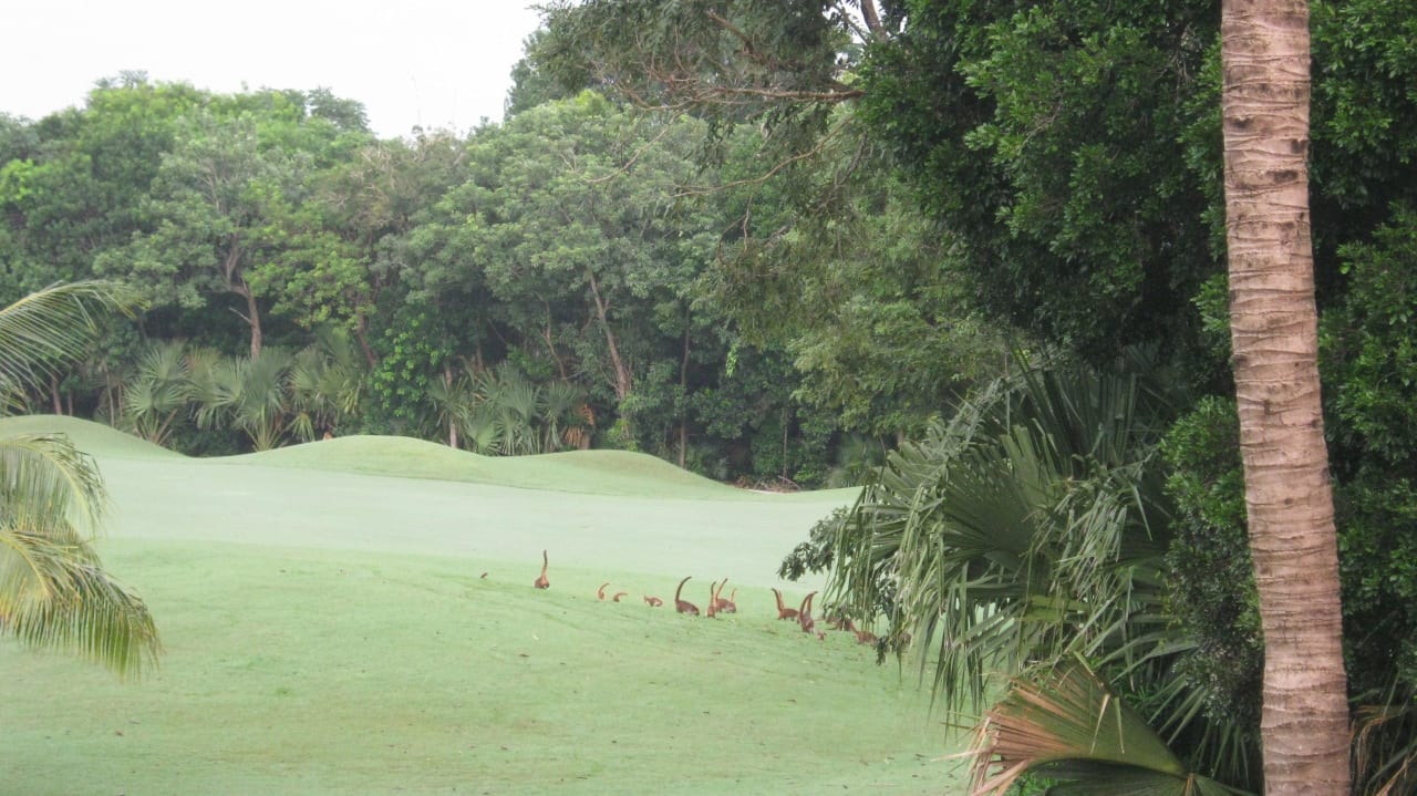 Golfplatz mit Nasenbären Hotel Riu Tequila