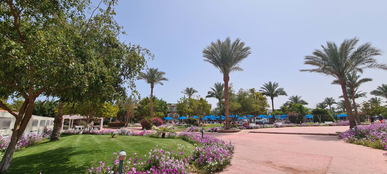 Gartenanlage Desert Rose