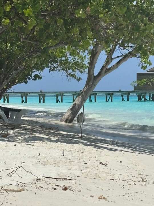 Strand Meeru Maldives Resort Island