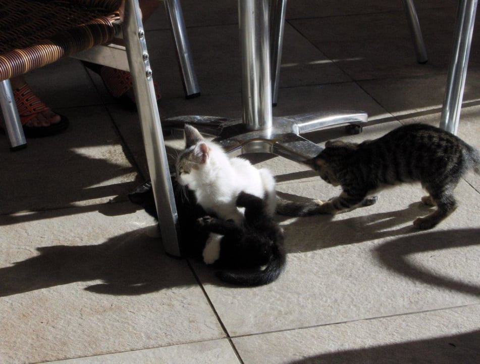 Spielende Katzen auf der Restaurantterrasse Crystal De Luxe