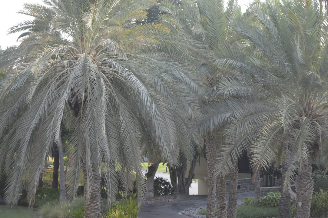 Garten JA Palm Tree Court
