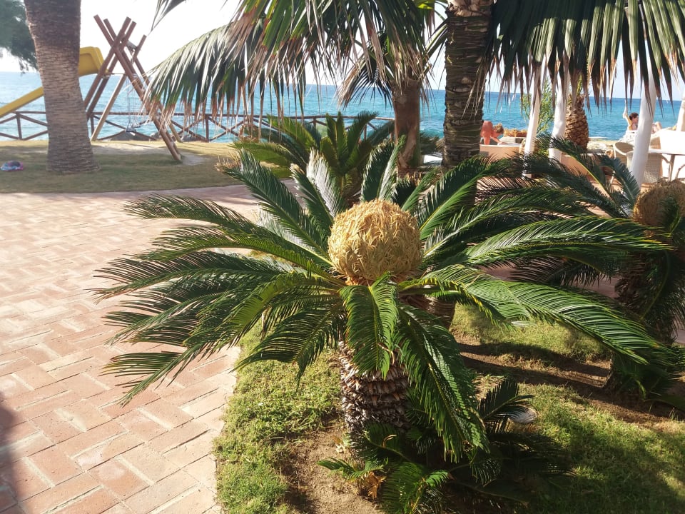 Gartenanlage Villaggio Residence Cala di Volpe