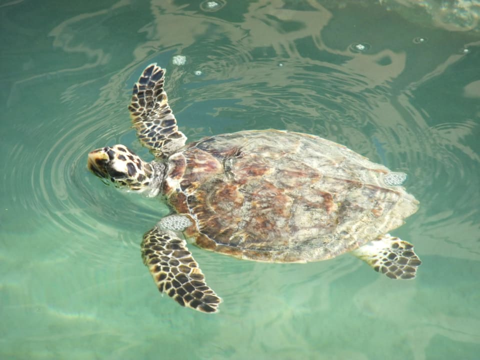 Turtles Jumeirah Mina Al Salam