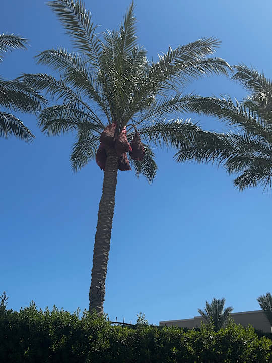 Gartenanlage Pickalbatros Royal Moderna Resort-Sharm El Sheikh