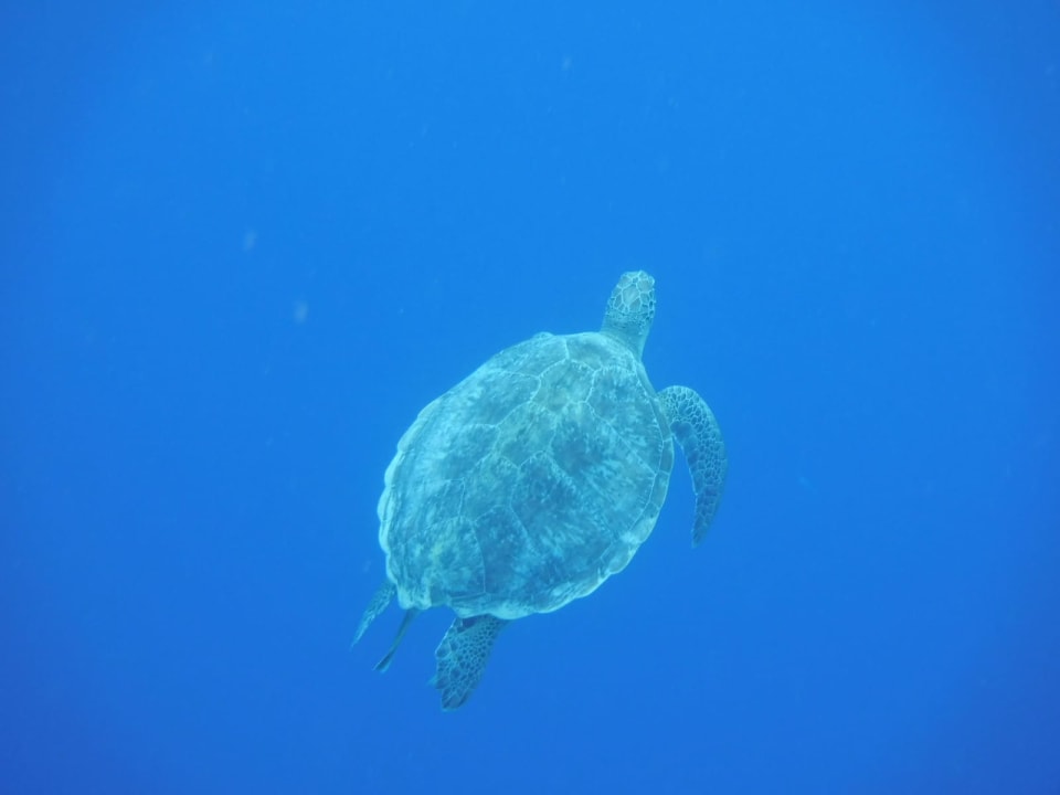 Sport & Freizeit Steigenberger Coraya Beach - Adults only