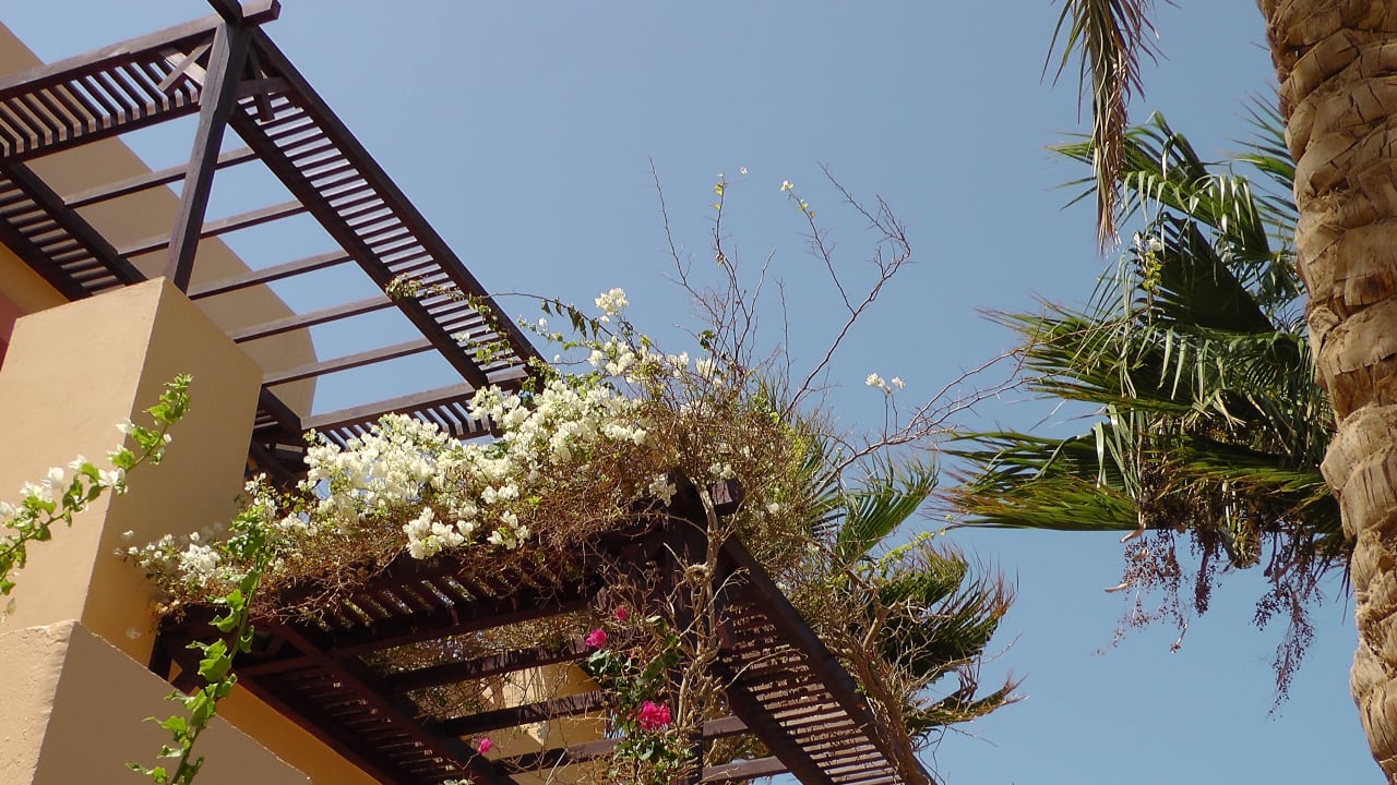 Bild Steigenberger Coraya Beach - Adults only