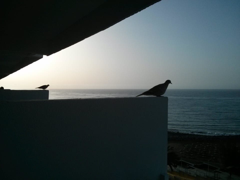 Tauben zu Besuch Hotel Europalace