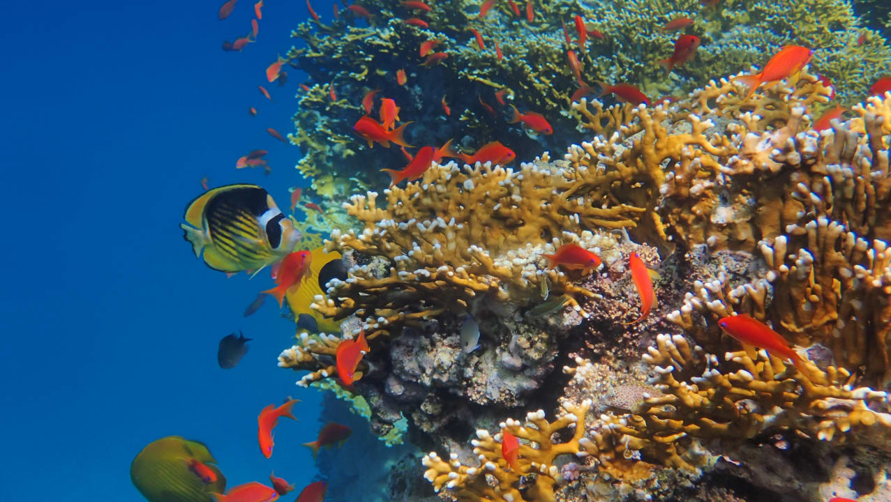 Sport & Freizeit Malikia Resort Abu Dabbab