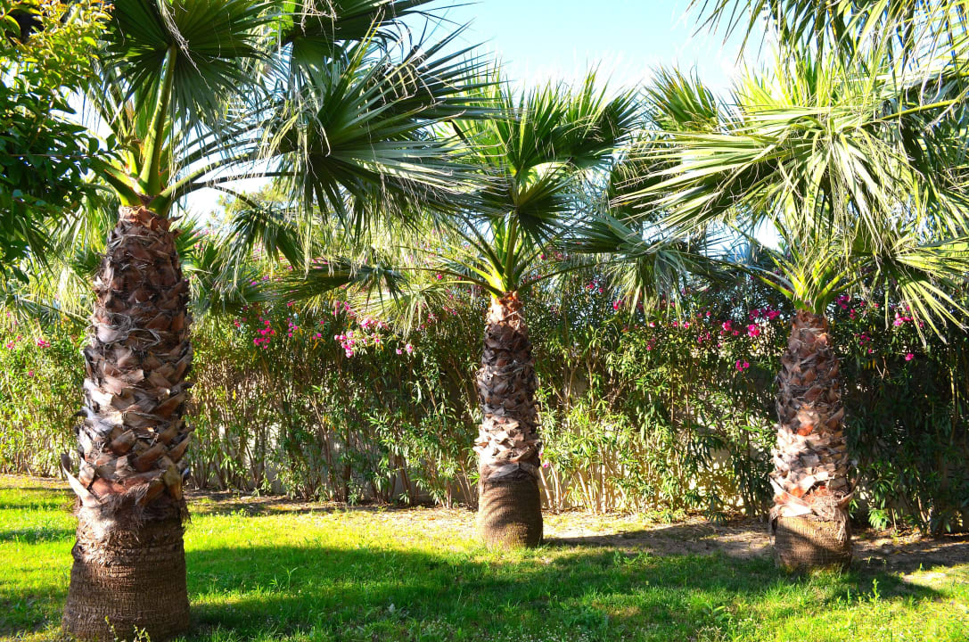 Hotelgelände Calimera Hane Garden