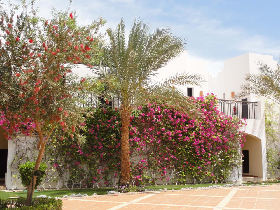 Blumen... JAZ Dahabeya