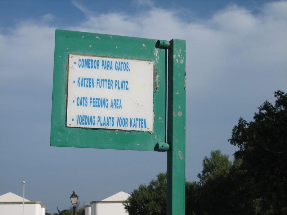 Katzenfütterplatz Tierschutz Lanzarote Hotel Hyde Park Lane
