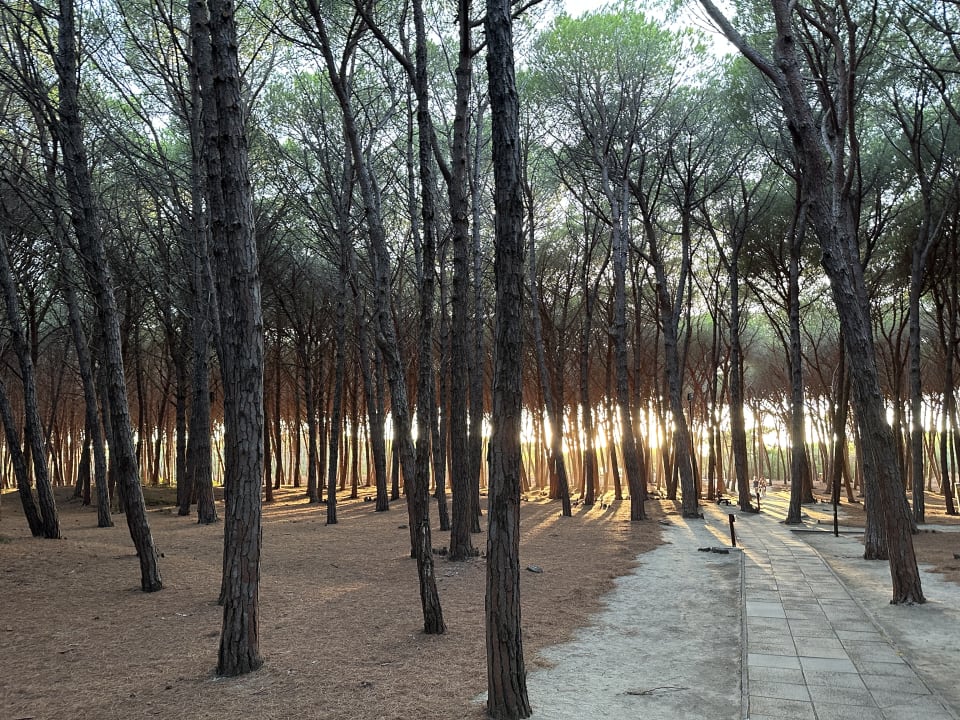 Gartenanlage TUI MAGIC LIFE Calabria