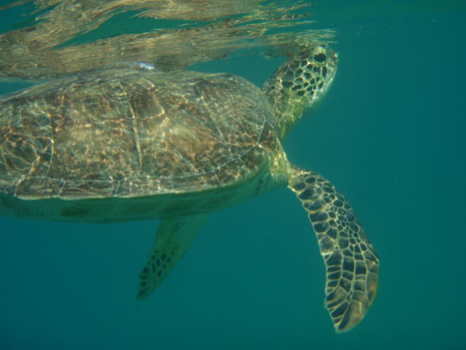 Strand Brayka Bay Resort