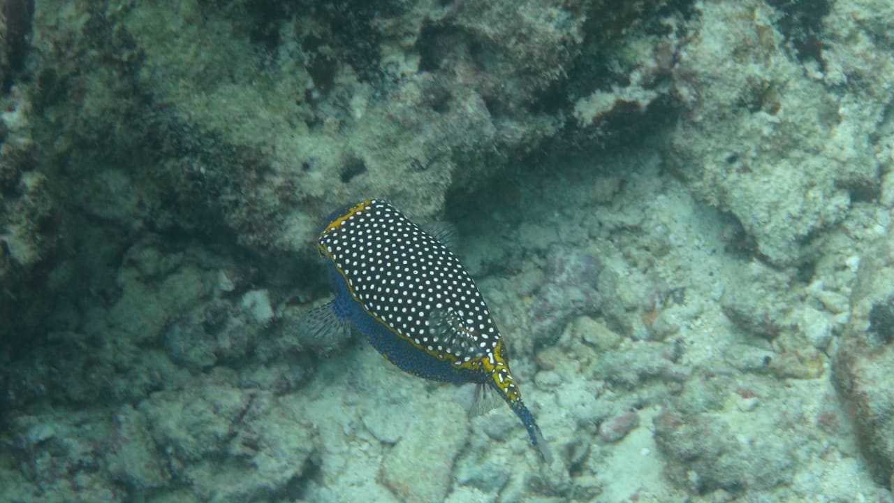 Sport & Freizeit Adaaran Select Meedhupparu Island Resort - Premium All Inclusive