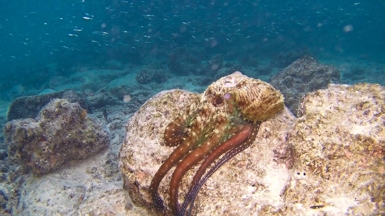 Sport & Freizeit Summer Island Maldives