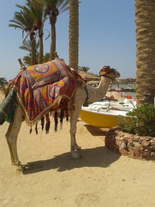 Romeo Arabia Azur Resort