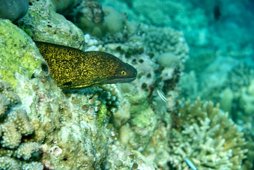 Sport & Freizeit Filitheyo Island Resort