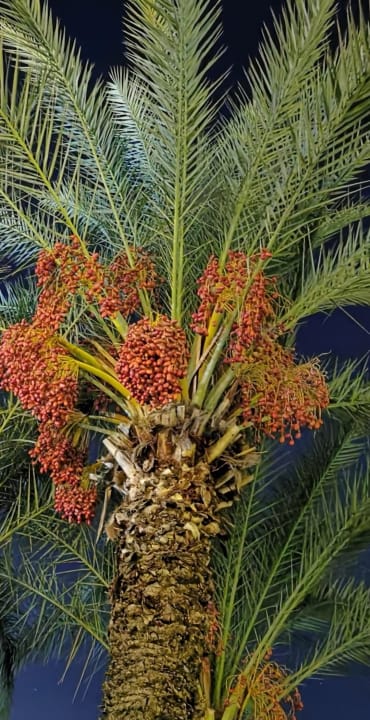 Gartenanlage Hotel Süral Garden