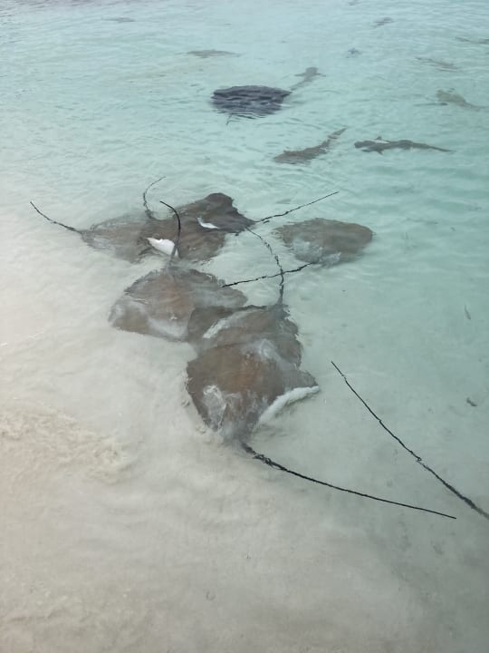 Strand NH Collection Maldives Reethi Resort