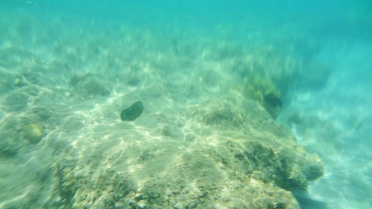 Риф недалеко от берега Desert Rose