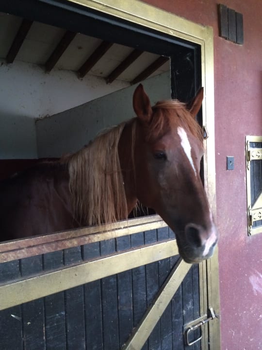 Die liebsten Pferde der Welt  Hotel Berke Ranch & Nature