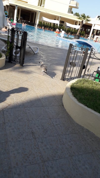 Pool DAS Club Hotel Sunny Beach