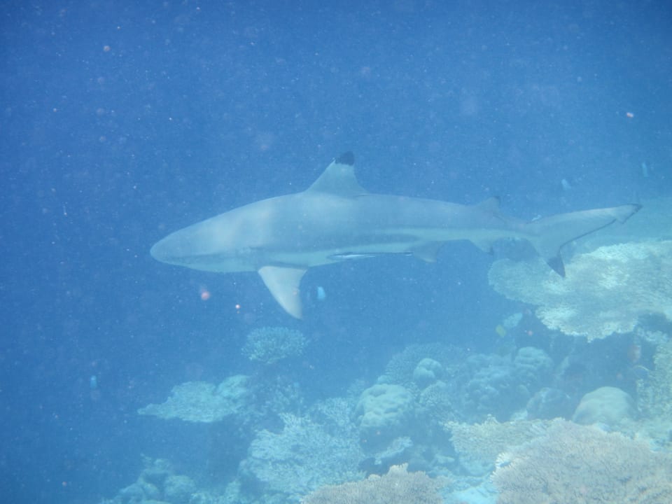 Riffhai beim Schnorcheln Kuramathi Maldives