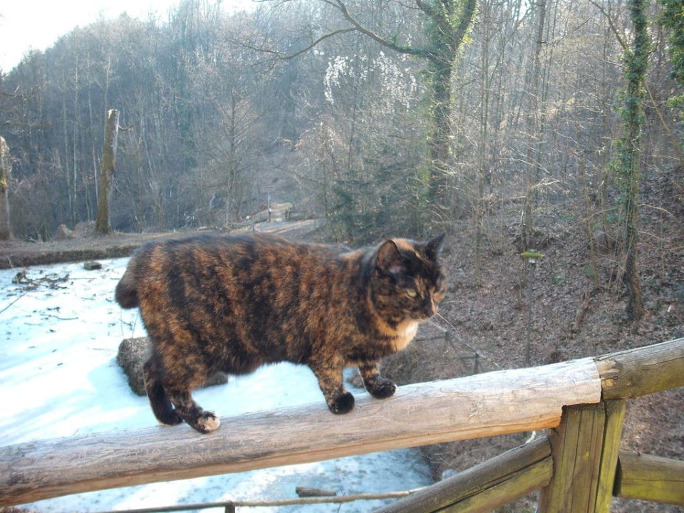 Schlosskatze Hoftaferne Neuburg