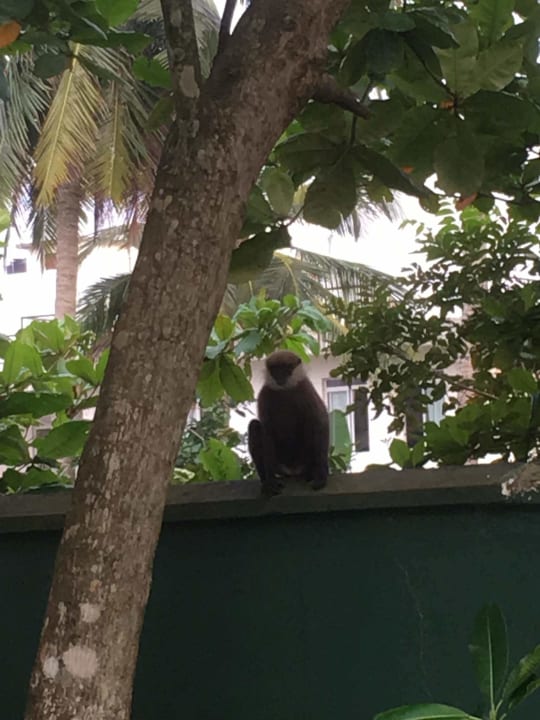 Besuch im Garten  Turyaa Kalutara