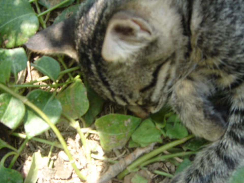 Hotelkatzen Gardenia Hotel