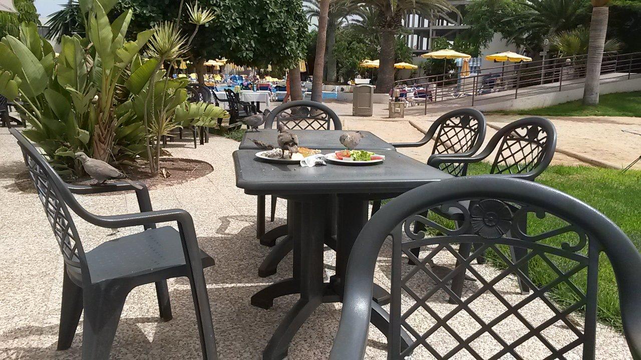 Tauben im Essen Alua Suites Fuerteventura