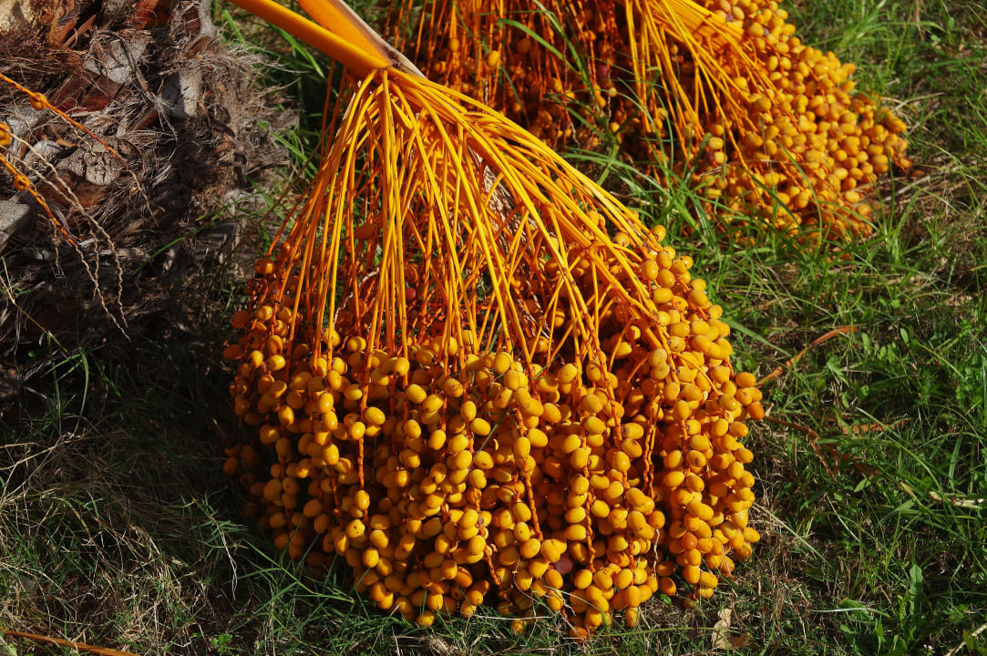 Garten Skanes Serail Aquapark
